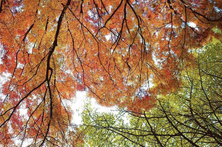 紅葉２