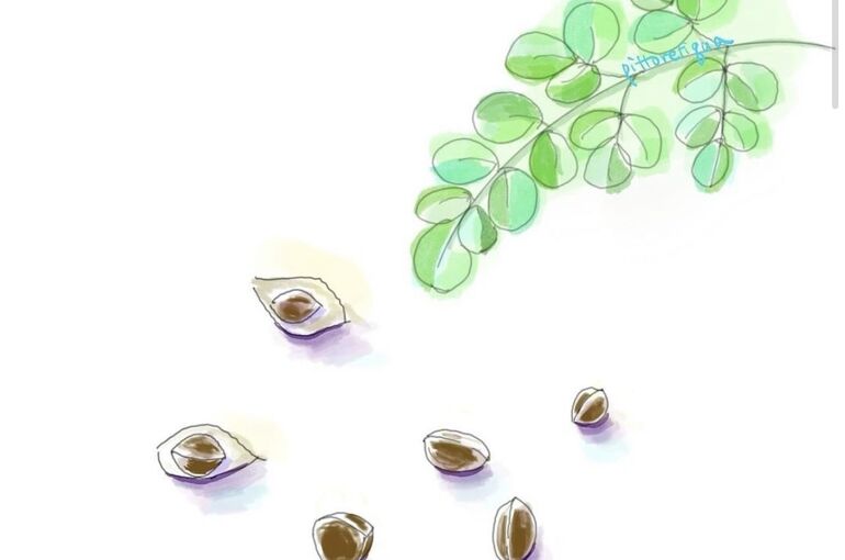 モリンガ